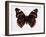 Red Admiral Butterfly-Lizzie Harper-Framed Photographic Print