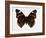 Red Admiral Butterfly-Lizzie Harper-Framed Photographic Print