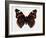 Red Admiral Butterfly-Lizzie Harper-Framed Photographic Print