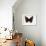 Red Admiral Butterfly-Lizzie Harper-Framed Photographic Print displayed on a wall