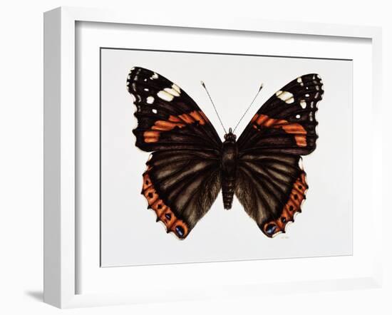 Red Admiral Butterfly-Lizzie Harper-Framed Photographic Print