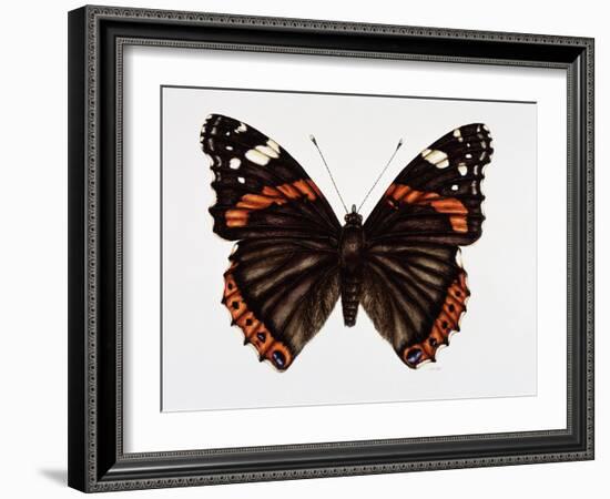 Red Admiral Butterfly-Lizzie Harper-Framed Photographic Print