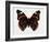 Red Admiral Butterfly-Lizzie Harper-Framed Photographic Print