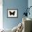 Red Admiral Butterfly-Lizzie Harper-Framed Photographic Print displayed on a wall