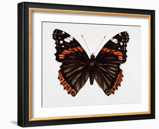 Red Admiral Butterfly-Lizzie Harper-Framed Photographic Print