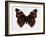 Red Admiral Butterfly-Lizzie Harper-Framed Photographic Print