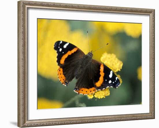 Red Admiral on Butterfly Bush Leaf, Woodland Park Zoo, Washington, USA-null-Framed Photographic Print