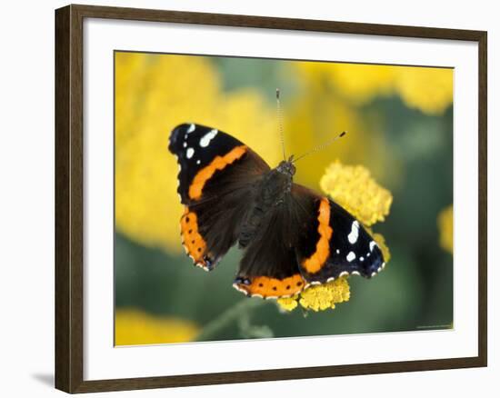 Red Admiral on Butterfly Bush Leaf, Woodland Park Zoo, Washington, USA-null-Framed Photographic Print