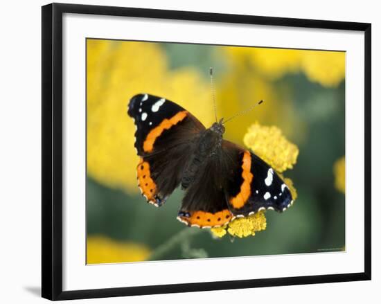 Red Admiral on Butterfly Bush Leaf, Woodland Park Zoo, Washington, USA-null-Framed Photographic Print
