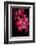 Red After the Rain-Philippe Sainte-Laudy-Framed Photographic Print