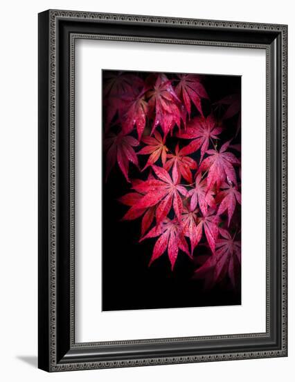 Red After the Rain-Philippe Sainte-Laudy-Framed Photographic Print