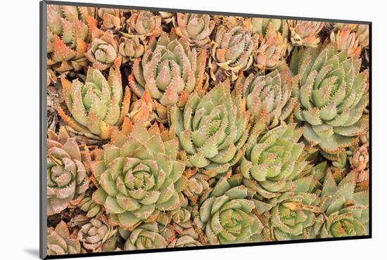 Red Aloe Succulent Plants, Old Town, San Diego, California-Stuart Westmorland-Mounted Photographic Print