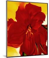 Red Amaryllis, 1937-Georgia O'Keeffe-Mounted Art Print
