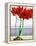 Red Amaryllis 2-Christopher Ryland-Framed Premier Image Canvas