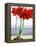 Red Amaryllis 2-Christopher Ryland-Framed Premier Image Canvas