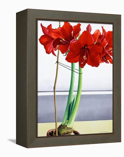 Red Amaryllis 2-Christopher Ryland-Framed Premier Image Canvas