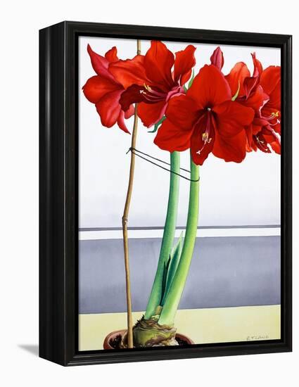 Red Amaryllis 2-Christopher Ryland-Framed Premier Image Canvas