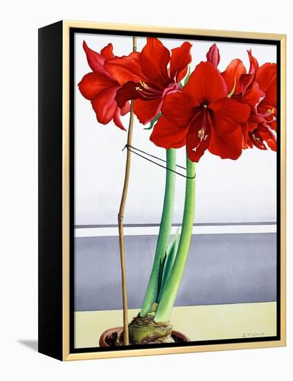 Red Amaryllis 2-Christopher Ryland-Framed Premier Image Canvas