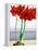 Red Amaryllis 2-Christopher Ryland-Framed Premier Image Canvas