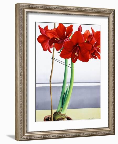 Red Amaryllis 2-Christopher Ryland-Framed Giclee Print