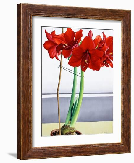 Red Amaryllis 2-Christopher Ryland-Framed Giclee Print