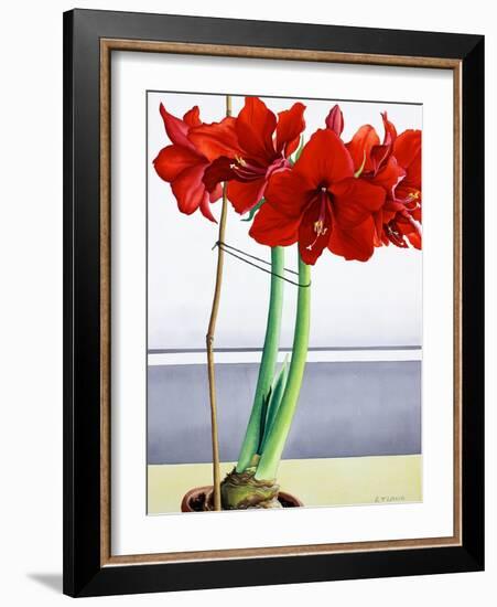 Red Amaryllis 2-Christopher Ryland-Framed Giclee Print