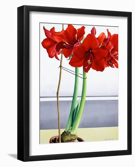 Red Amaryllis 2-Christopher Ryland-Framed Giclee Print