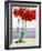 Red Amaryllis 2-Christopher Ryland-Framed Giclee Print