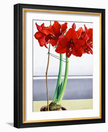 Red Amaryllis 2-Christopher Ryland-Framed Giclee Print