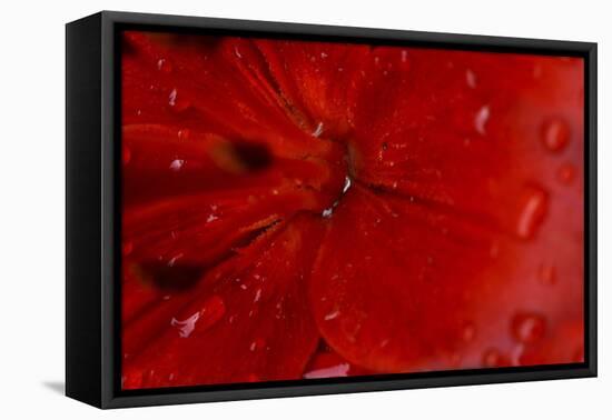 Red Amaryllis Abstract-Anna Miller-Framed Premier Image Canvas