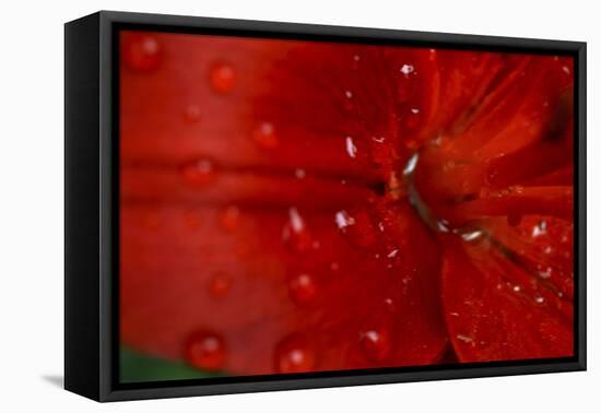 Red Amaryllis Abstract-Anna Miller-Framed Premier Image Canvas