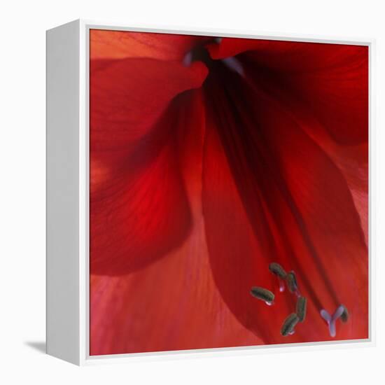 Red Amaryllis Abstract-Anna Miller-Framed Premier Image Canvas