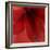 Red Amaryllis Abstract-Anna Miller-Framed Photographic Print