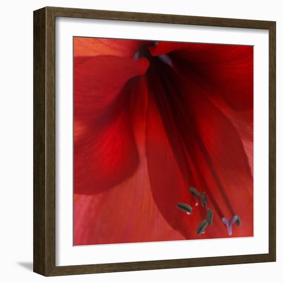 Red Amaryllis Abstract-Anna Miller-Framed Photographic Print