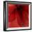 Red Amaryllis Abstract-Anna Miller-Framed Photographic Print