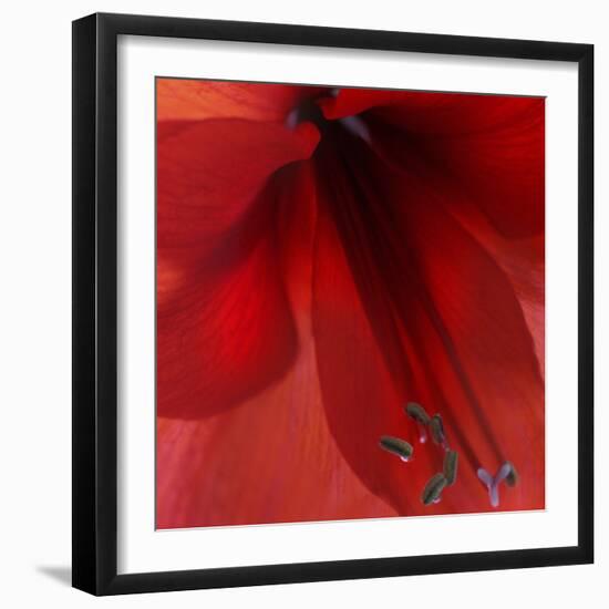 Red Amaryllis Abstract-Anna Miller-Framed Photographic Print