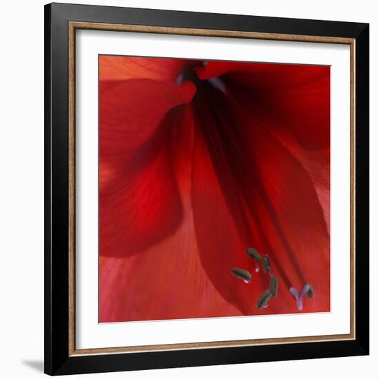 Red Amaryllis Abstract-Anna Miller-Framed Photographic Print