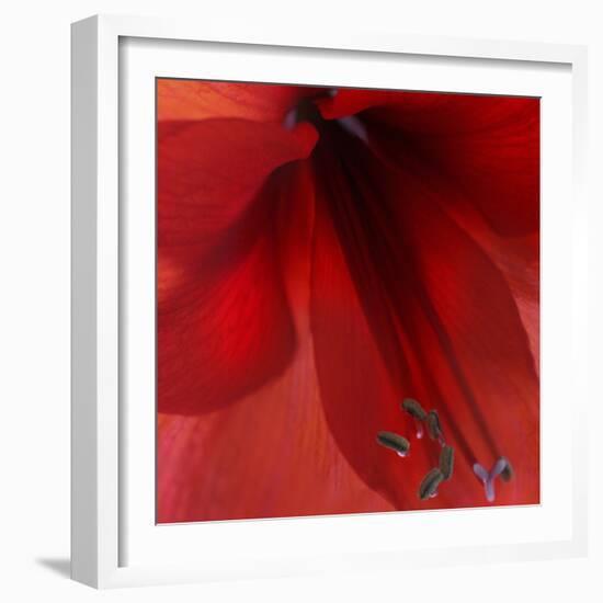 Red Amaryllis Abstract-Anna Miller-Framed Photographic Print