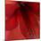 Red Amaryllis Abstract-Anna Miller-Mounted Photographic Print