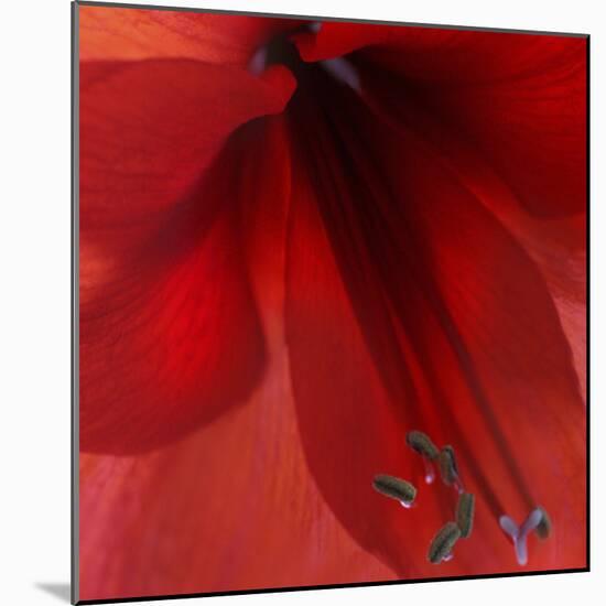 Red Amaryllis Abstract-Anna Miller-Mounted Photographic Print