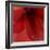 Red Amaryllis Abstract-Anna Miller-Framed Photographic Print