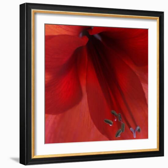 Red Amaryllis Abstract-Anna Miller-Framed Photographic Print