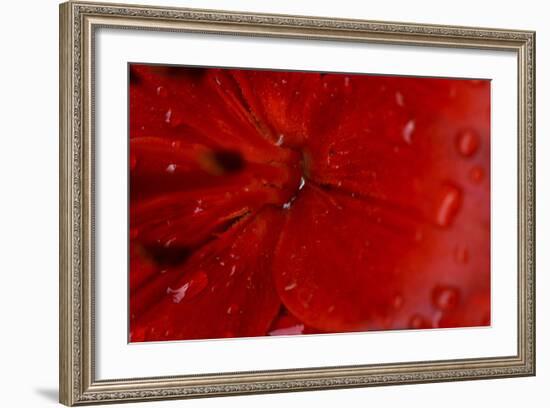 Red Amaryllis Abstract-Anna Miller-Framed Photographic Print