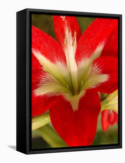 Red Amaryllis, Edgewater, Florida-Lisa S. Engelbrecht-Framed Premier Image Canvas