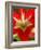 Red Amaryllis, Edgewater, Florida-Lisa S. Engelbrecht-Framed Photographic Print