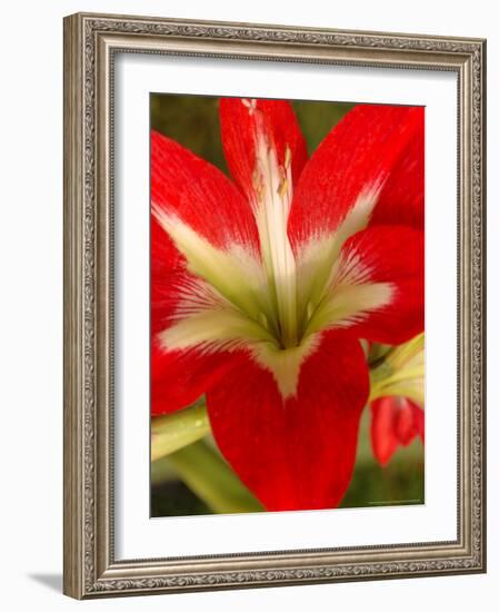 Red Amaryllis, Edgewater, Florida-Lisa S. Engelbrecht-Framed Photographic Print