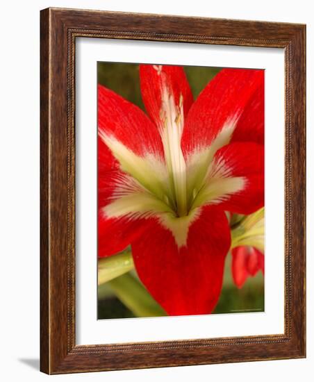 Red Amaryllis, Edgewater, Florida-Lisa S. Engelbrecht-Framed Photographic Print