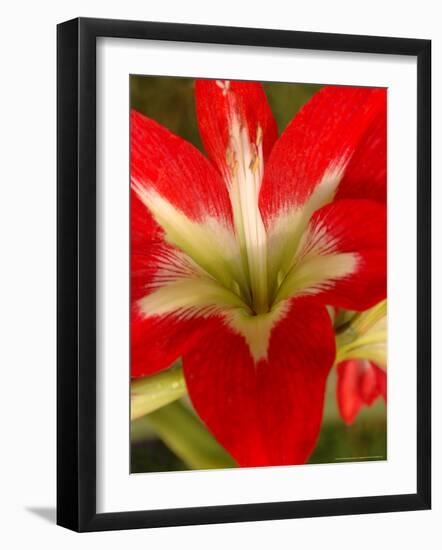 Red Amaryllis, Edgewater, Florida-Lisa S. Engelbrecht-Framed Photographic Print