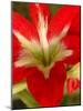 Red Amaryllis, Edgewater, Florida-Lisa S. Engelbrecht-Mounted Photographic Print