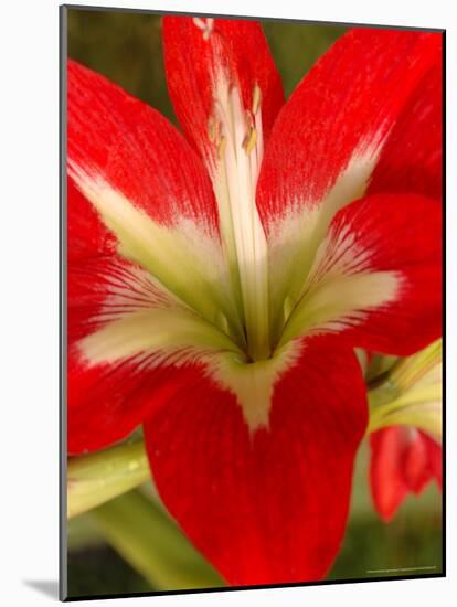 Red Amaryllis, Edgewater, Florida-Lisa S. Engelbrecht-Mounted Photographic Print